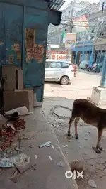 Shop @ Dhankutti