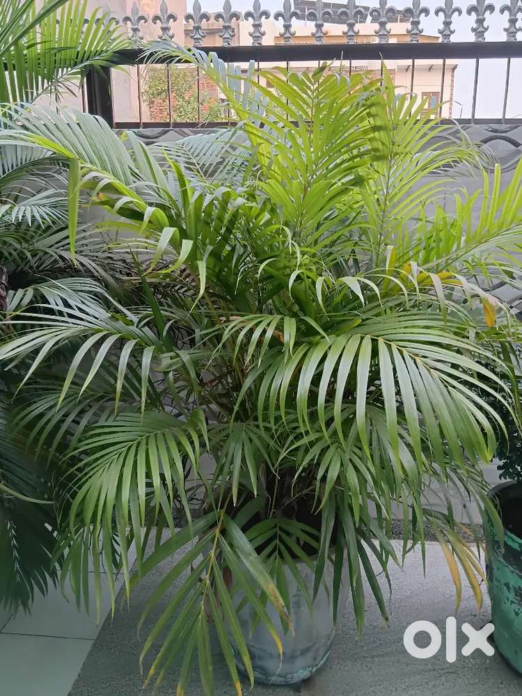 Plant's for sell