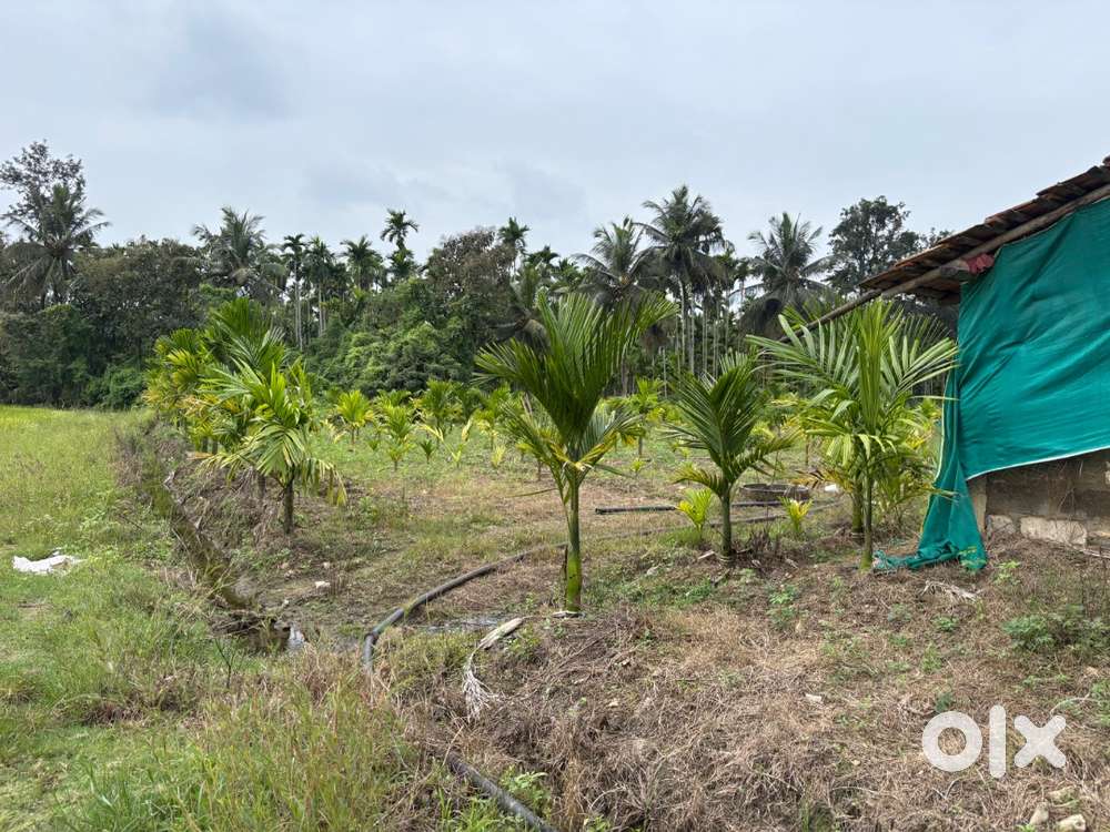 1.15 acre neeravari areca land for sale with bore