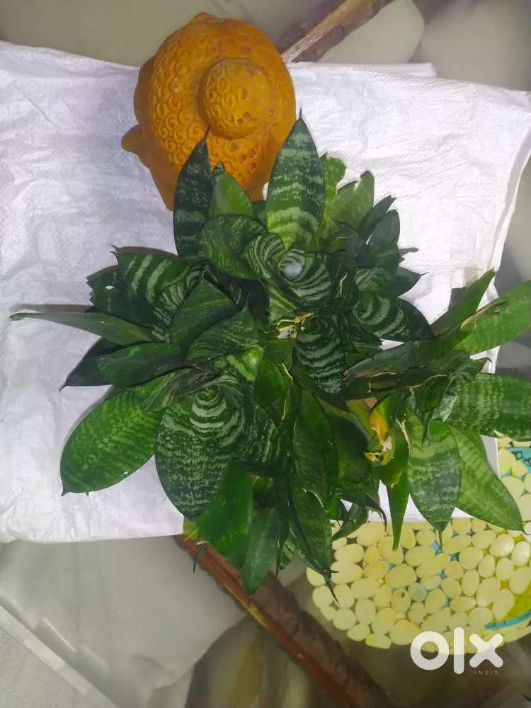 Snake Plant Multiple in one pot Indoor