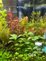 Live aquarium plants