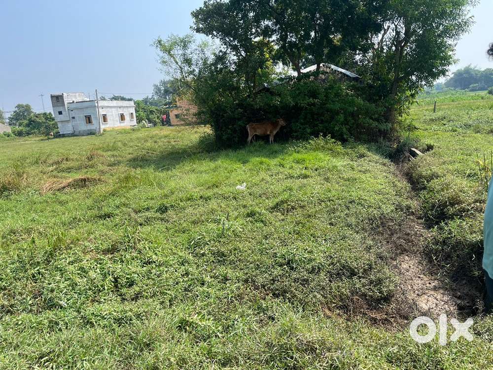 2 Decimal Residential Plot for Sale in Digreniya, Balasore