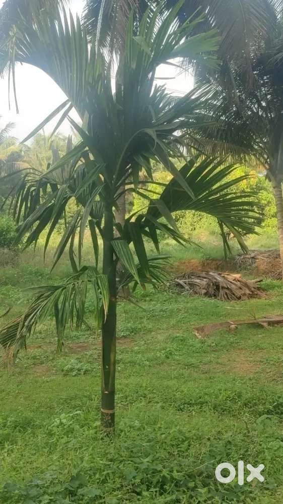 Pollachi to animal road nearly property sales