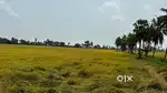 5 acres agriculture land for sale Kurakallapalli village near RCPuram