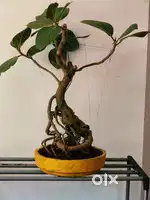 10 years old bonsai banian tree