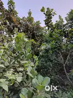 Tendoli, kudal Sindhudurg