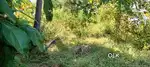 Residential land-9 cent for sale in peringav center, Thrissur