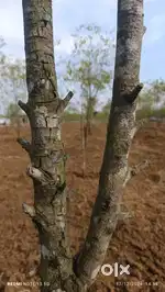 Bobbili plots