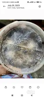 Grinder worms Betta food