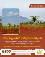 Agriculture Red sandal wood plants plots for sale
