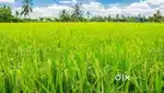 Agriculture land