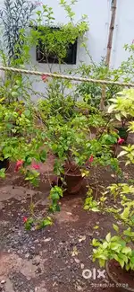 Out door plants sells.