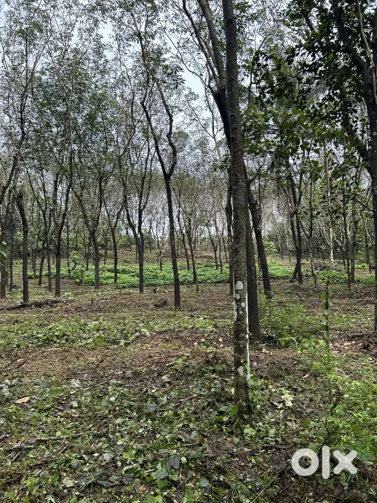 രണ്ടേക്കർ തോട്ടം