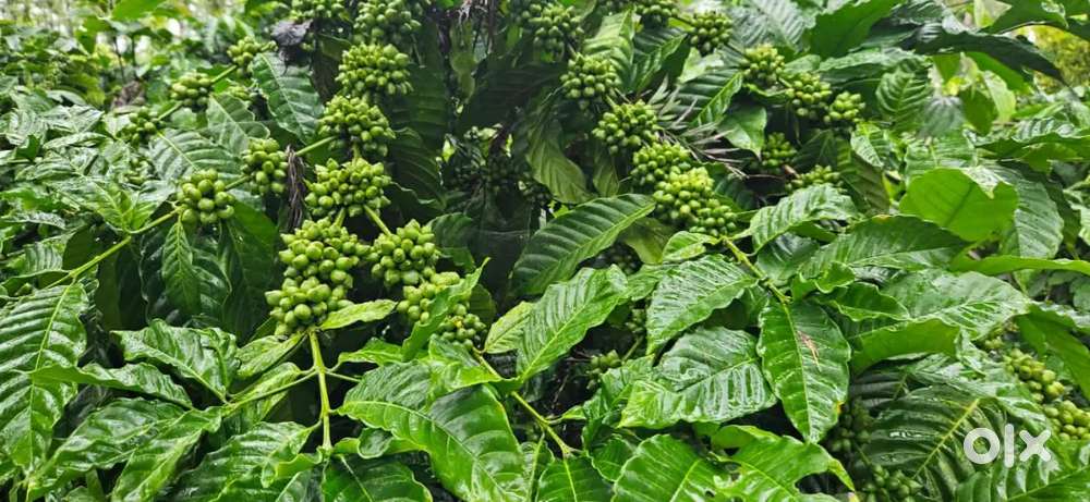 90acre coeffe and pepper estate for sale alur taluk hassan