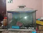 Glass Aquarium