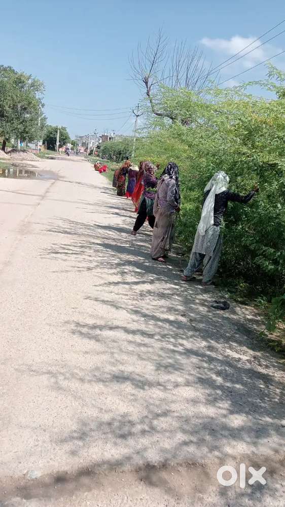 Chaksu m plot h 100 gaj ka good location prr kisi ko chahiye to MSGkre