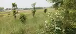 Land for sale in Bettiah