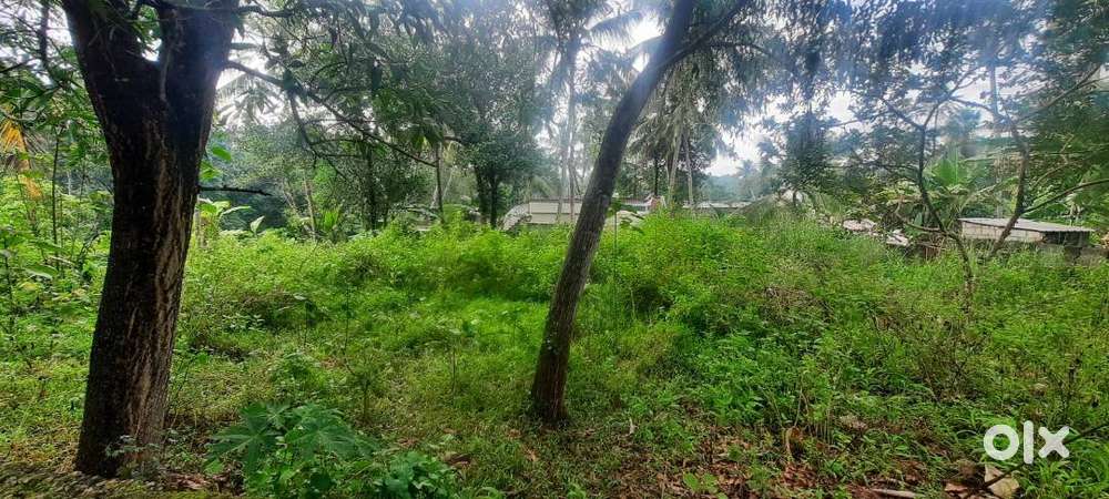 17.600 cent, Moongodu, Thachottukavu, Peyad for sale