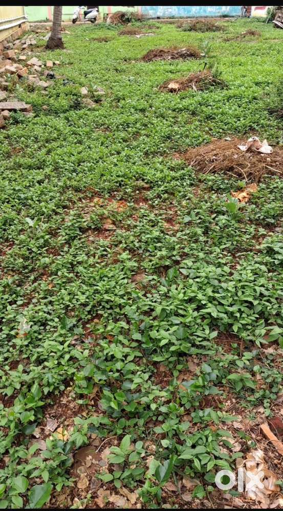 Plot for sale in Sundaram Nagar. 11.48 cents