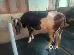Milk supply
