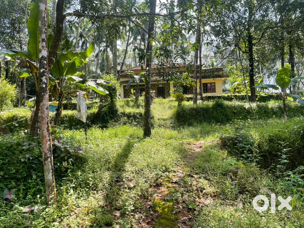 3.5 Acres land for rent. A good place to use for farming purposes