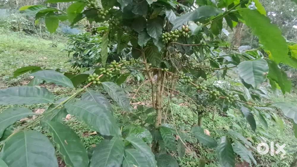 Agriculture land for sale near thandigudi, kodaikanal