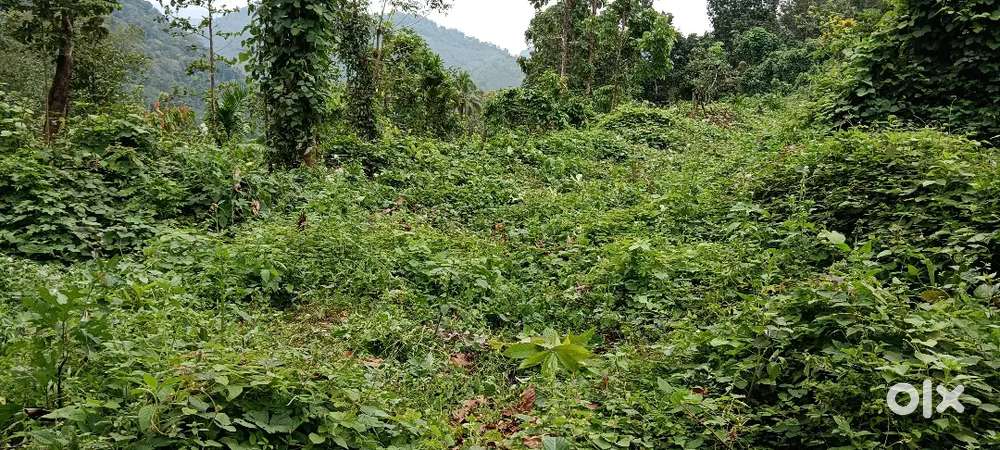 3 acrea land at keerithodu,ezhuthapuzha