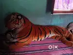 I want to sell my taddy tiger