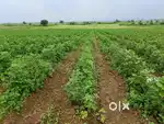 Running Agriculture Land Black Soil  maintain with Dip Errigation