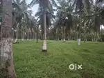 6 Acres Coconut Farm Land for Sale – Pusapatirega Vizianagaram”