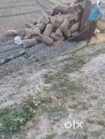 Agriculture land