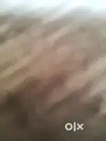 Maid chahie ghar ke sare kam ke liye
