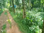 Muvattupuzha.pyngottoor..20.cent.houseplot.centinu.175000