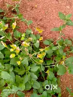 West facing plot in Nandyal town, vidya nagar with clear title