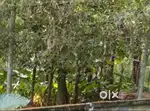 15 Cent Land at Thumboor, Thrissur