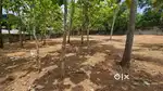 HOUSE PLOTS 4,5,6,7 CENTS PRIME AREA AT CHAVADIMUKKU, SREEKARYAM