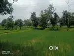 Agriculture Land-  deori gondia Maharashtra  5-yekar