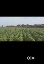 Agricultural Land for Sale – 2 Acres( Mantoor) gajwel