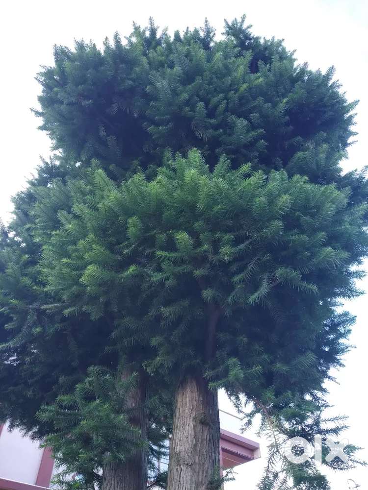 Plot for sale in Ammadam