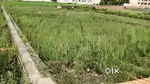 On road plot all area available and house  makan available arjent sell