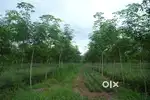 റമ്പർ തോട്ടം വിൽപനക്ക്