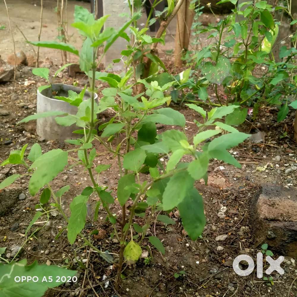 पवित्र तुलसी आपके आंगन में लगाये