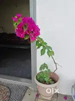Plants for Sale