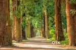 1 Acre of Sandalwood Farms for sale off Bangalore Airport