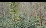 Land for Sale near Shettihalli Lake!  - 37 Guntas land in scenic