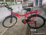 Adult Bicycle