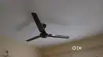 Ceiling Fan for sell