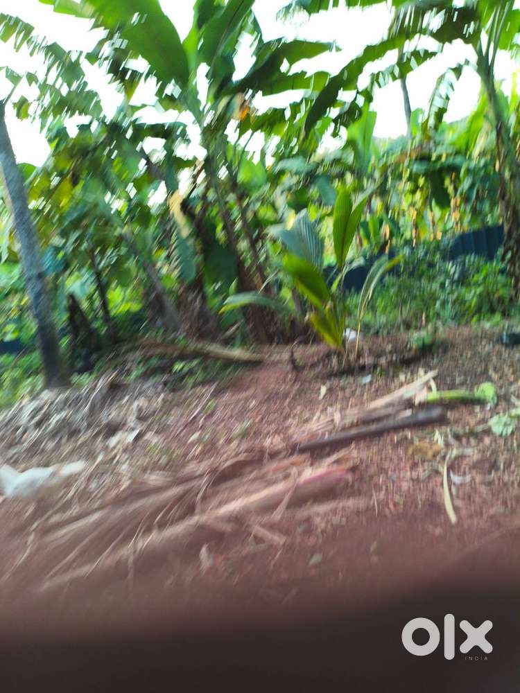 82 cent land for sale at Mulakuzha, Chengannur