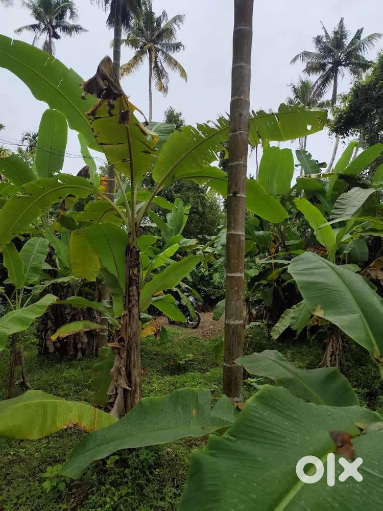 7സെൻറ് സ്ഥലം വീട് വയ്ക്കുവാൻ അനുയോജ്യം