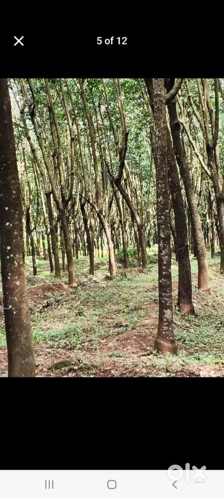 ലാൻഡ്   ഫോർ  സെയിൽ